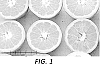 Citrus%20reticulata%20%27AC4916%27