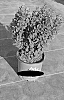 Berberis%20thunbergii%20%27JBN%2017-001%27