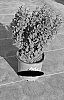 Berberis%20thunbergii%20%27JBN%2017-001%27