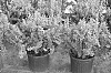 Berberis%20thunbergii%20%27JBN%2017-002%27