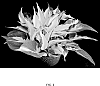 Epipremnum%20x%20aureum%20%27UF-Ea-0310%27