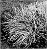 Sesleria%20heufleriana%20%27OVER2021%27