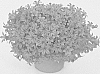 Campanula%20Plant%20Named%20%27KLECN23085%27