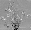 Mandevilla%20sanderi%20%27TVMD1079%27