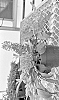 Buddleia%20davidii%20X%20Buddleia%20hybrida%20%27Balchryeel%27