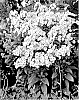 Phlox%20paniculata%20%27Fancy%20Girl%27