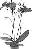 Phalaenopsis%20hybrida%20%27PHA925052%27