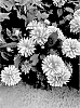 Dahlia%20hybrid%20%27DDAHCHPCHP%27