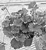 Pelargonium%20interspecific%20%27TOSPL200522%27