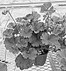 Pelargonium%20interspecific%20%27TOSPL200522%27