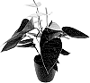 Anthurium%20andreanum%20%27AN2964275%27