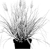 Cortaderia%20selloana%20%27Day10%27