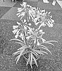 Agapanthus%20hybrid%20%27DWAgHyb18%27