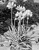 Agapanthus%20hybrid%20%27DwAgHybPi%27