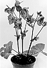 Helleborus%20orientalis%20X%20Helleborus%20ericsmithii%20%27ET%20EPB%20728%27