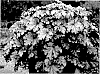 Heuchera%20hybrid%20%27Prom%20Dress%27
