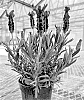 Lavandula%20stoechas%20%27Anouk%20Deluxe%20201908%27