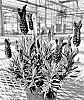 Lavandula%20stoechas%20%27Anouk%20Deluxe%20202001%27