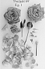 Rosa%20hybrida%20%27Poulpah109%27