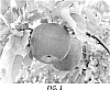 Malus%20domestica%20%27PremA133%27