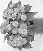 Lantana%20camara%20%27Dolanhavharmo%27