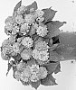 Lantana%20camara%20%27Dolanhavharmo%27