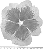 Hibiscus%20paramutabilis%20x%20syriacus%20%27WALHIECLI%27