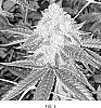 Cannabis%20sativa%20%27GPZ%27