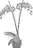 Phalaenopsis%20hybrida%20%27PHA515727%27