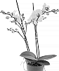 Phalaenopsis%20hybrida%20%27PHA906965%27