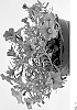 Calibrachoa%20sp.%20%27WNCALSBPK24%27