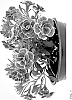 Calibrachoa%20sp.%20%27WNCALSBDBLRS24%27