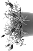 Lavandula%20stoechas%20%27AGRI812%27