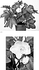 Helleborus%20ballardiae%20X%20Helleborus%20x%20hybridus%20%27HM%201222%27