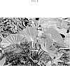 Colocasia%20Plant%20Named%20%27FLOCOPHADR%27