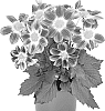 Dahlia%20variabilis%20%27Dodasumbepubi%27