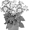 Dahlia%20variabilis%20%27Dodasumberebic%27