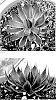 Manfreda%20x%20Agave%20hybrid%20%27Hope%20and%20a%20Prayer%27