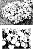 Campanula%20carpatica%20%27Starbright%27