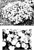 Campanula%20carpatica%20%27Starbright%27