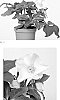 Helleborus%20x%20nigercors%20X%20Helleborus%20x%20hybridus%20%27HF%201114%27