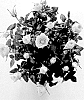 Rosa%20hybrida%20%27KORpot132%27