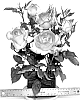 Rosa%20hybrida%20%27WEKselyan%27