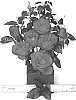 Rosa%20hybrida%20%27WEKamyldroder%27