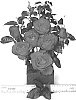 Rosa%20hybrida%20%27WEKamyldroder%27