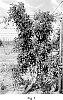 Malus%20domestica%20%27HOT81A1%27