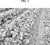 Fragaria%20x%20ananassa%20%27PS-13.467.089%27