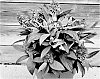 Buddleja%20davidii%20%27Botex%20012%27
