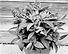Buddleja%20davidii%20%27Botex%20012%27
