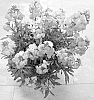 Erysimum%20hybrida%20%27DOERYWALA%27